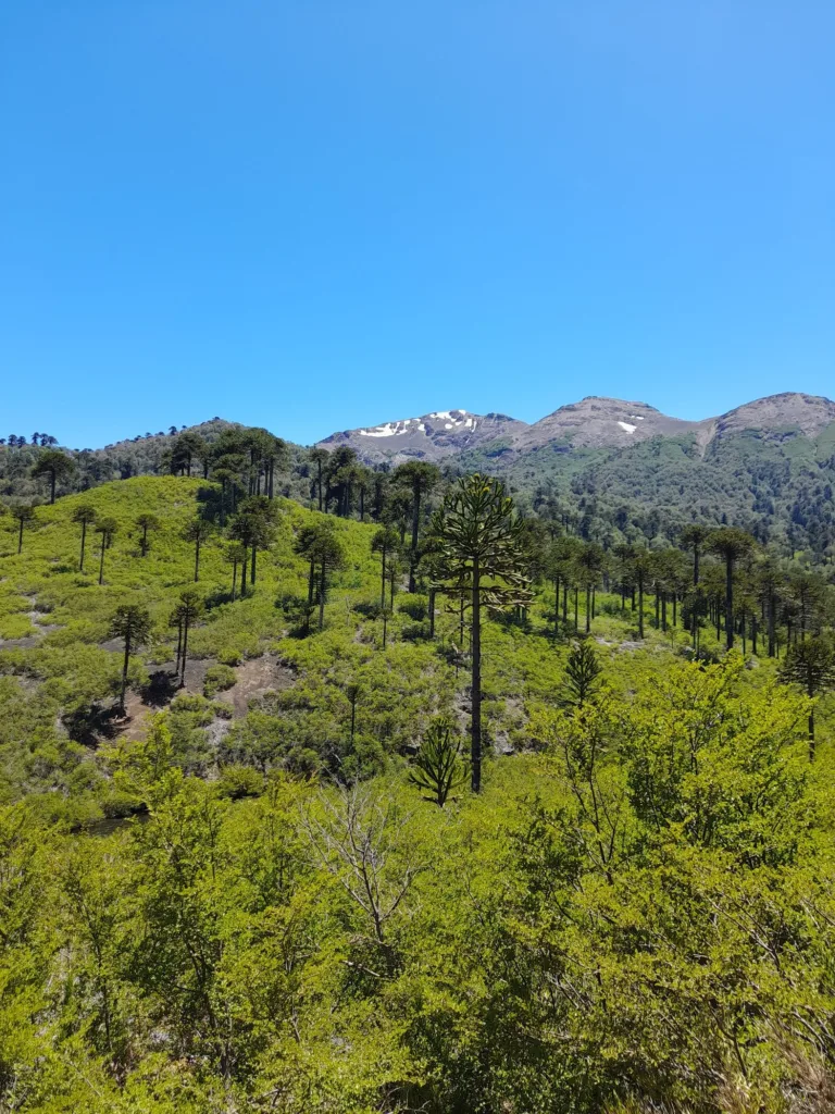 13.04huella-del-puma.jpg
