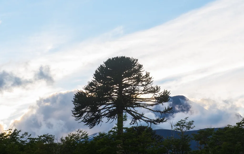 17.04las-araucarias.jpg